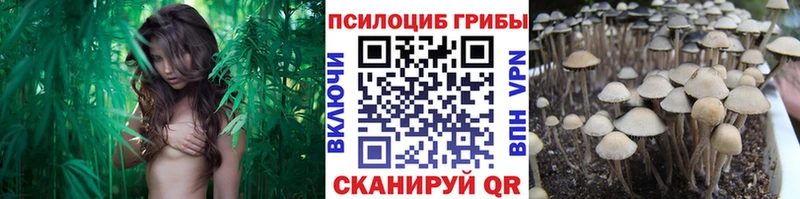 Купить  Краснотурьинск  Псилоцибиновые грибы Psilocybe 